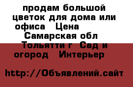 продам большой цветок для дома или офиса › Цена ­ 5 000 - Самарская обл., Тольятти г. Сад и огород » Интерьер   